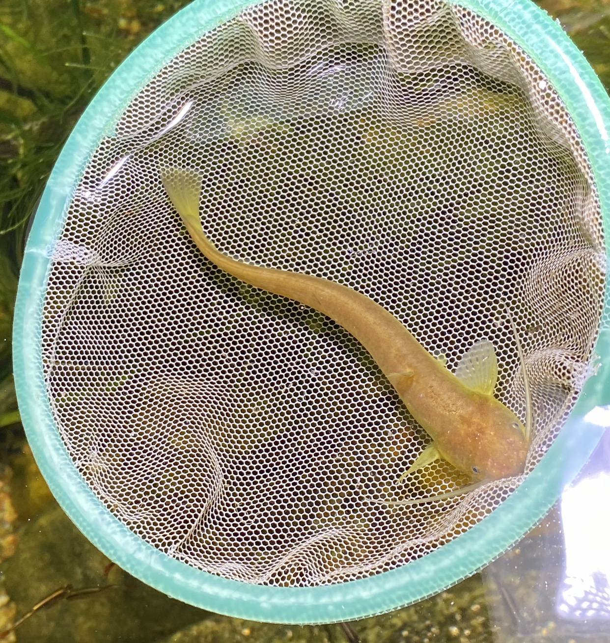 越鲶鱼山坑鲶小型黄金鲶鱼偏热带原生鱼底层鱼吃残渣鳗尾观赏鱼 - 图0