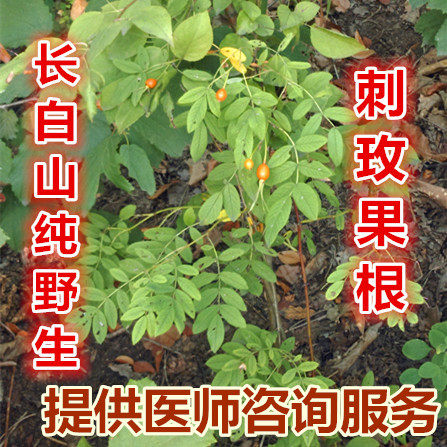 长白山纯野生刺玫果根野刺玫瑰根 野蔷薇根山刺玫根野玫瑰根500克 - 图0
