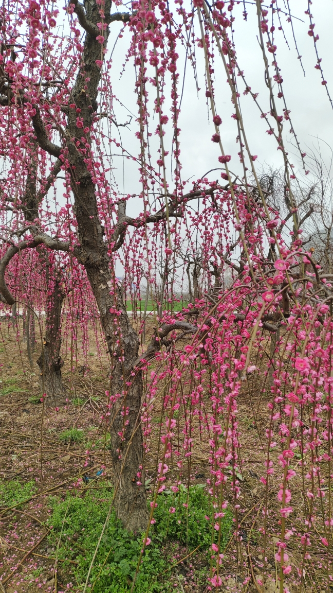 一物一拍梅花品种 锦红垂枝梅 垂枝龙梅 朱砂梅 红梅大红观花景观 - 图2