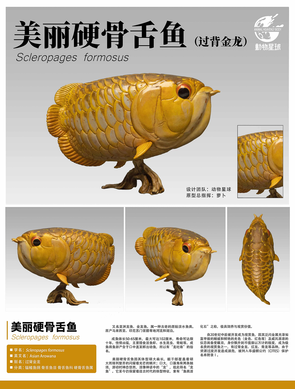 动物星球心宽体胖古代鱼红龙过背金龙巴西骨舌鱼珍珠魟鳄雀鳝银龙-图1