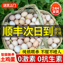 Eggs Fresh Authentic Farmhouse Loose Soil Eggs Bulky Eggs Firewood Eggs Whole Boxes Of Grass Eggs Sergea Eggs 40 Pieces