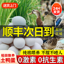 Duck Egg Fresh Raw Duck Egg Farmhouse Loose Non-Sea Duck Egg Whole Tank Batch of 30 Hair Countryside Green Shell Turquoi Duck Egg