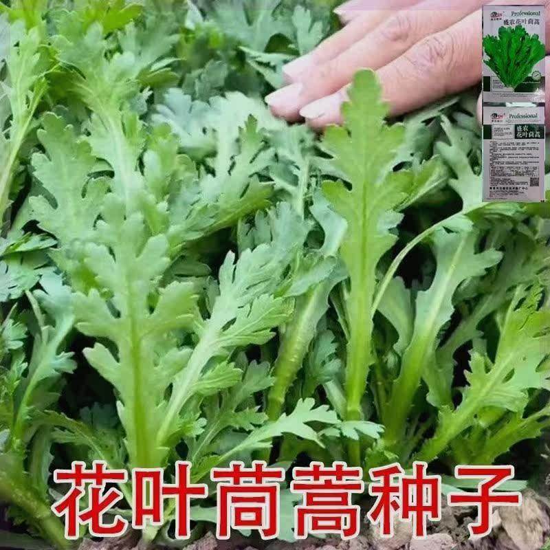 四季种植蔬菜种子花叶茼蒿种子耐热耐寒清香茼蒿菜种子露天盆栽,淘宝优惠券,粉丝福利购,淘宝优惠卷