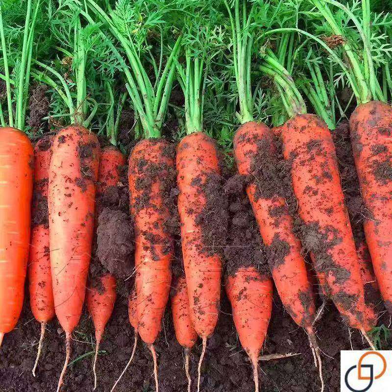 耐热耐寒胡萝卜种籽子四季夏秋播八寸参红色高产菜园盆栽蔬菜种孑,淘宝优惠券,粉丝福利购,淘宝优惠卷
