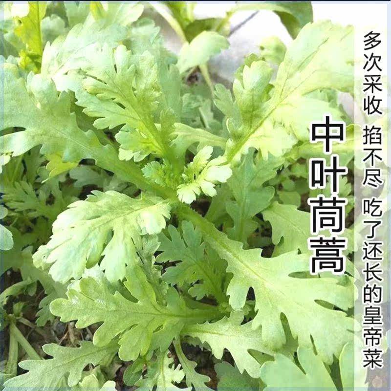 四季种植蔬菜种子花叶茼蒿种子耐热耐寒清香茼蒿菜种子露天盆栽,淘宝优惠券,粉丝福利购,淘宝优惠卷