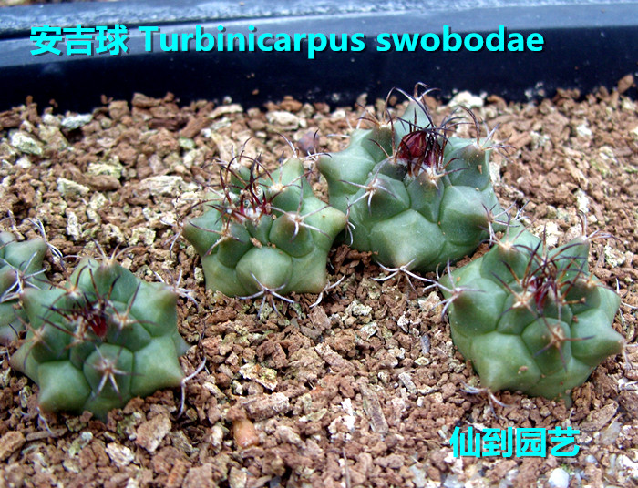 仙人球 娇丽球属 安吉球 Turbinicarpus swobodae 实生球 直径2cm - 图0