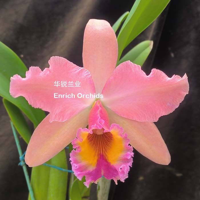 华锐兰业 银奖 网红橘粉特殊花色 成熟植株 大花卡特兰 乔治国王,淘宝优惠券,粉丝福利购,淘宝优惠卷
