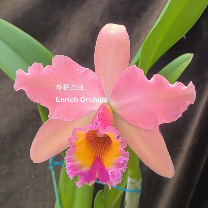 华锐兰业 银奖 网红橘粉特殊花色 成熟植株 大花卡特兰 乔治国王,淘宝优惠券,粉丝福利购,淘宝优惠卷