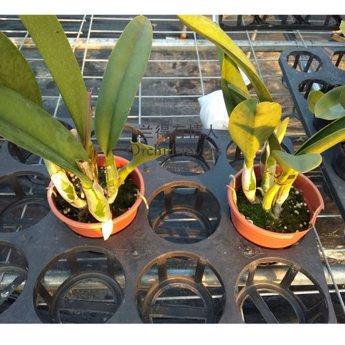 华锐兰业 日本进口 金黄色多花卡特兰 金色波浪 Rth.Golden Spray - 图1