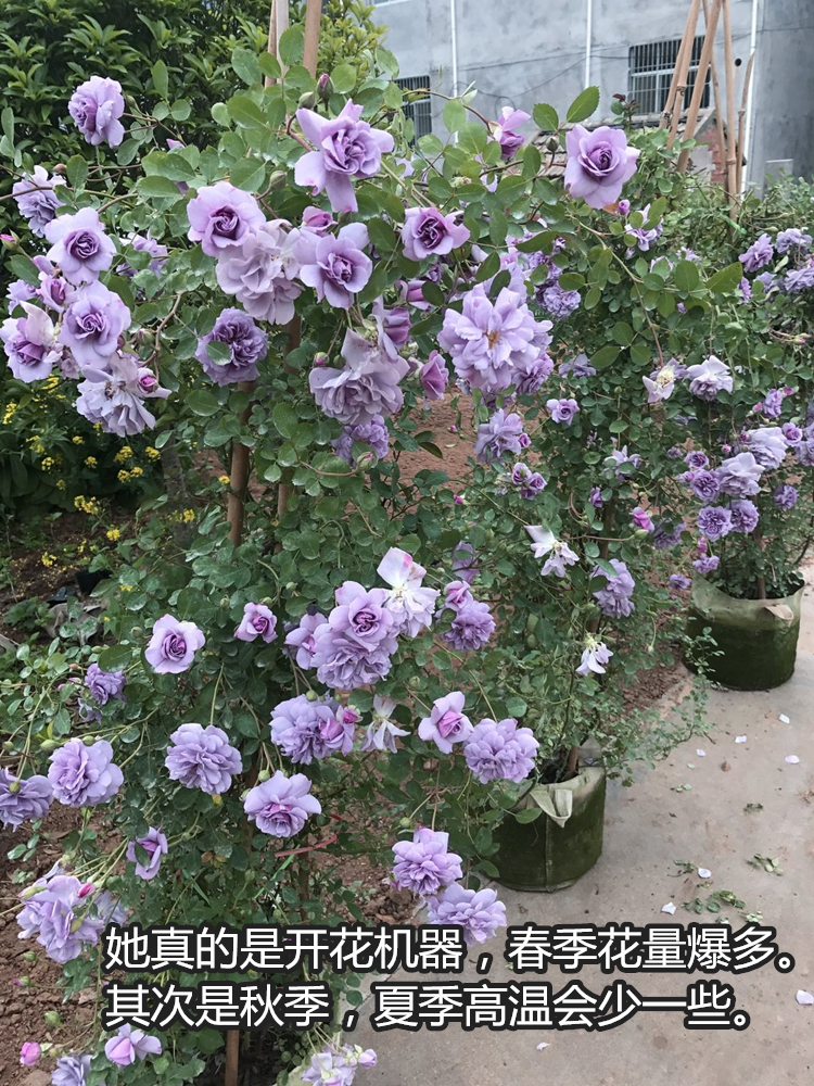 蓝色阴雨爬藤月季花苗勤花抗病庭院四季阳台可垂吊植物盆栽花苗,淘宝优惠券,粉丝福利购,淘宝优惠卷