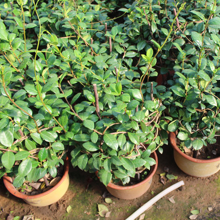 风车茉莉爬藤植物花卉络石藤苗庭院盆栽四季常青银丝茉莉藤蔓耐寒-图1