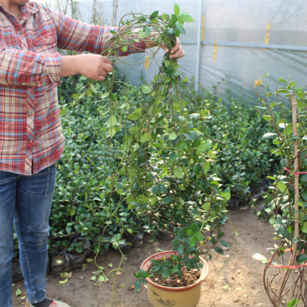 风车茉莉爬藤植物花卉络石藤苗庭院盆栽四季常青银丝茉莉藤蔓耐寒-图0