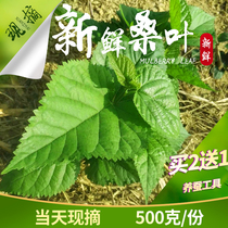 Fresh mulberry leaf silkworms to eat sericulture mulberry leaf now remove fresh mulberry leaf silkworm baby feed 500g