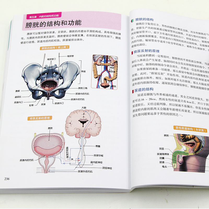 【官方正版】3D人体解剖百科手册 人体解剖学彩色学图谱 物图谱解剖学医疗医学图谱入门书 西医解剖学外科医生学生用书 解剖学书籍 - 图2