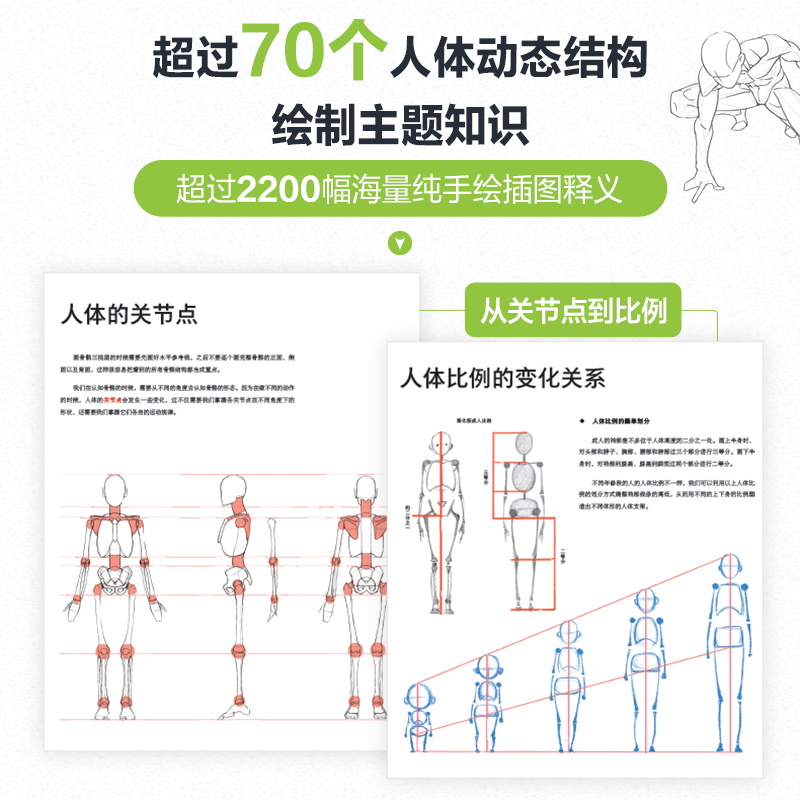人体结构原理与绘画教学【赠海报+视频+随机亲签】肖玮 画画的春哥 插画人物结构造型绘画零基础入门自学教材临摹画集 设计教程书