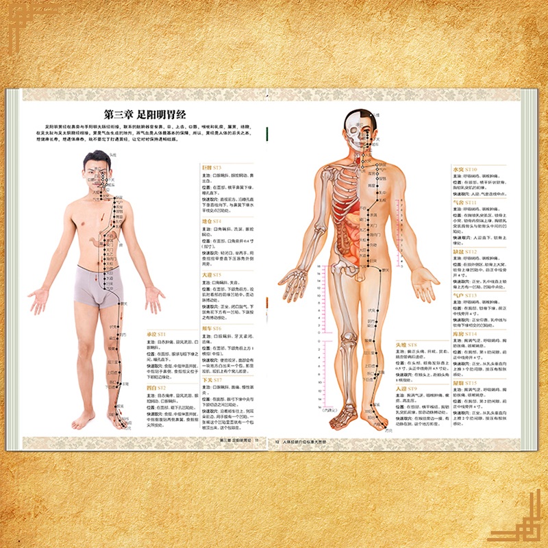 正版 人体经络穴位标准大图册 超清晰 人体经络穴位图解书人体穴位图解大全 中医按摩经络穴位书籍 经络穴位按摩大全养生书正版 - 图2