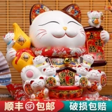 Экстравальская кошачья кошка Открытие