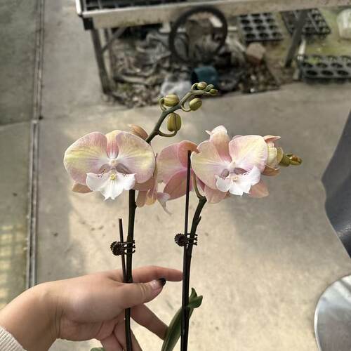 【彩虹独角兽】3.0寸杯粉色系中花型 高品质精品蝴蝶兰（双花剑） - 图0