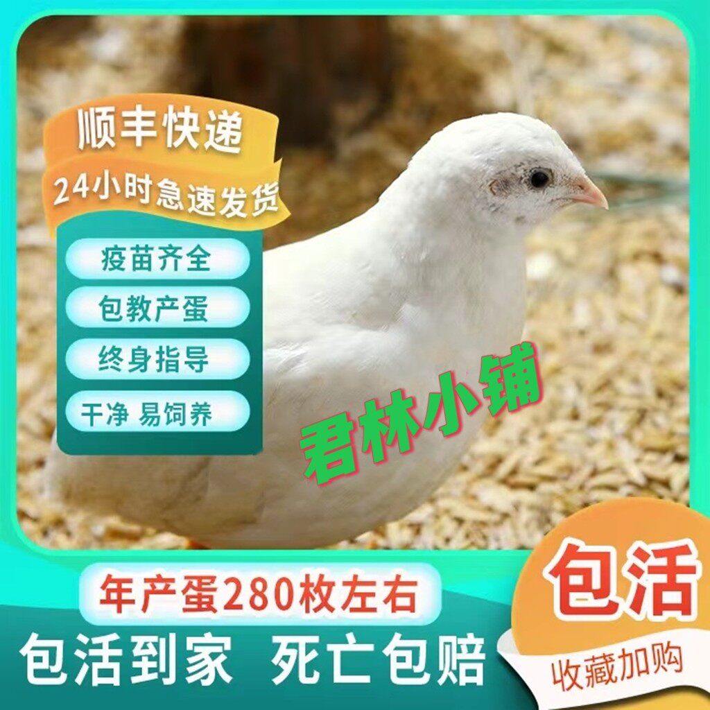 鹌鹑蛋苗 新人首单立减十元 22年8月 淘宝海外 鹌鹑蛋苗 新人首单立减十元 22年8月 淘宝海外