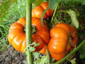 买1斤送1斤180元 台湾野生苦丁茄果苦丁果500g 台湾雪山苦丁茄果