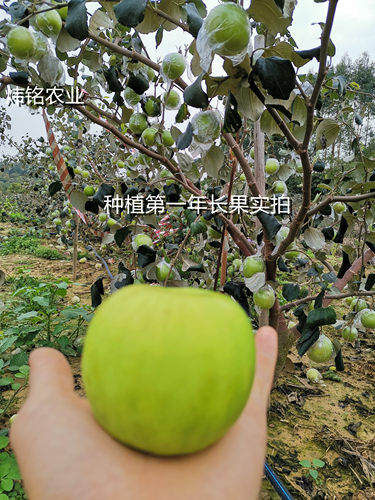 台湾大青枣苗苹果枣苗雪丽枣苗蜜丝枣苗牛奶枣苗南方水果苗 - 图0