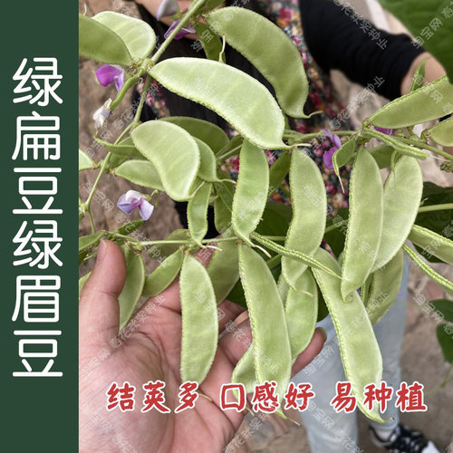 红绿眉豆猪耳朵豆角扁豆种子 春夏秋四季播架豆豇豆 菜园蔬菜籽孑 - 图0