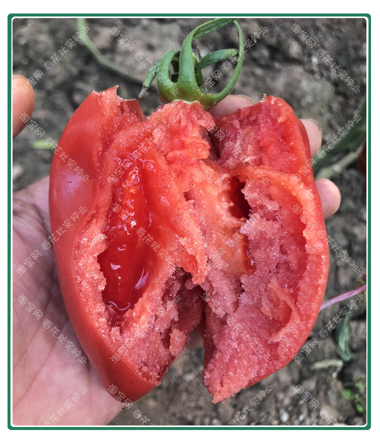 超甜芒果蜜番茄种子 春秋季播水果蔬菜籽 盆栽苗果沙瓤老西红柿孑,淘宝优惠券,粉丝福利购,淘宝优惠卷