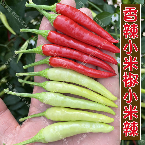海南黄灯笼椒朝天椒小米椒辣椒种子 春四季蔬菜籽阳台盆栽超辣孑 - 图1