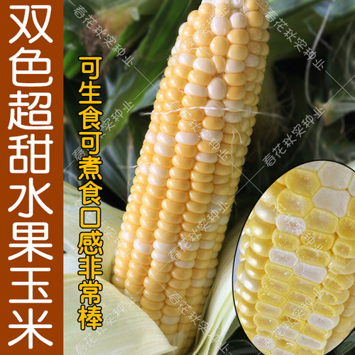 超甜水果玉米种子 四季播蔬菜 冰糖牛奶白粘黑糯五彩草莓籽高产孑 - 图2