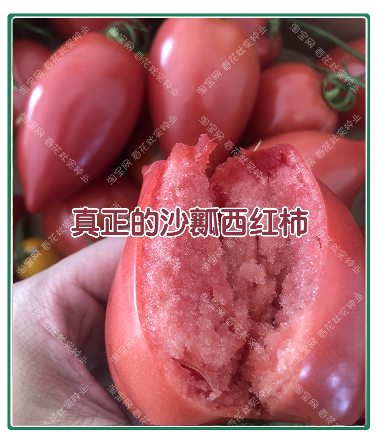 超甜芒果蜜番茄种子 春秋季播水果蔬菜籽 盆栽苗果沙瓤老西红柿孑,淘宝优惠券,粉丝福利购,淘宝优惠卷