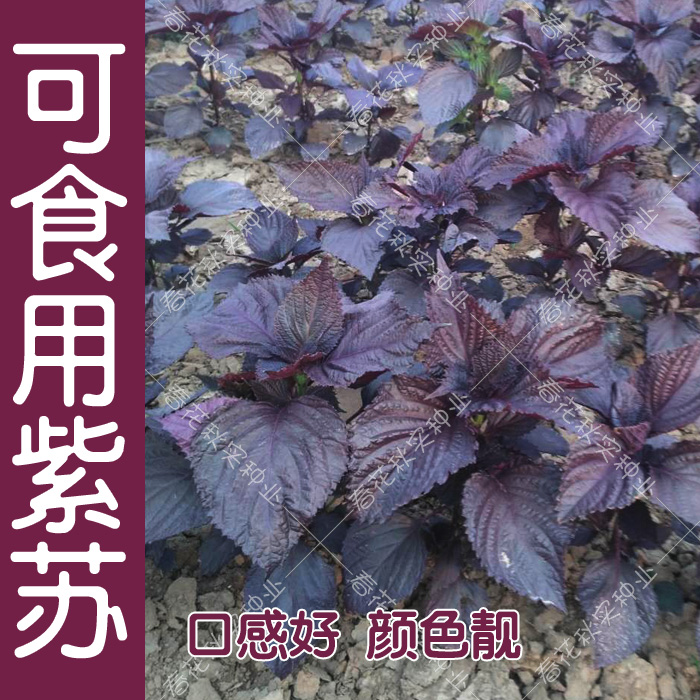 可食用紫苏种子 春夏秋四季播蔬菜籽 阳台盆栽大田紫绿大叶韩国孑 - 图0