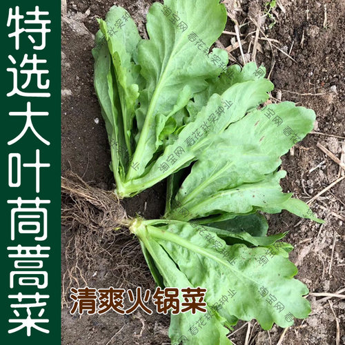 光杆大叶小叶茼蒿种子 春夏秋四季蔬菜种子 阳台盆栽大田茼蒿光杆 - 图1