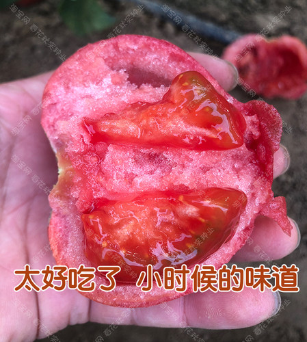粉丽人沙瓤番茄种子 多汁西红柿苗蔬菜籽粉果特甜面盆栽 老品种孑 - 图1