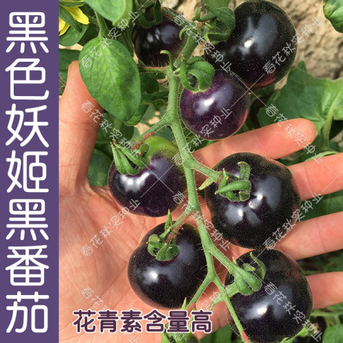 千禧圣女果樱桃小番茄种子 甜水果西红柿 阳台盆栽黑矮生蔬菜籽孑 - 图2