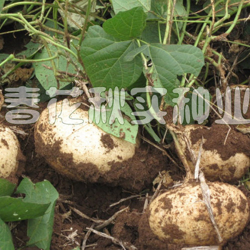 早熟牧马山地瓜种子 沙葛凉茹凉薯蔬菜籽 高产生食无渣脆甜多汁孑 - 图2