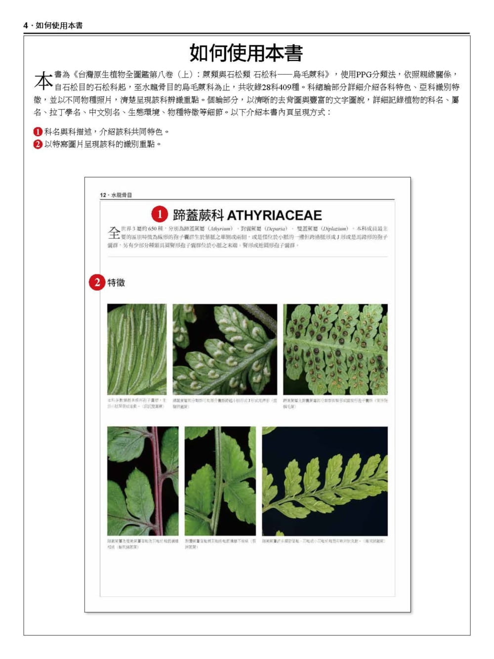 预售正版 《台湾原生植物全图鉴第八卷(下)：蕨类与石松类 蹄盖蕨科--水龙骨科》猫头鹰 自然科普  许天铨 原版进口书 - 图1