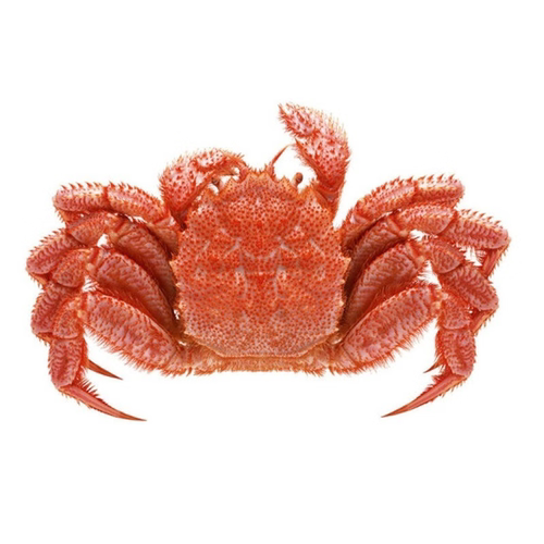 红毛蟹鲜活毛蟹新鲜俄罗斯螃蟹非冻蟹死蟹伊氏毛甲蟹大连海鲜水产 - 图3