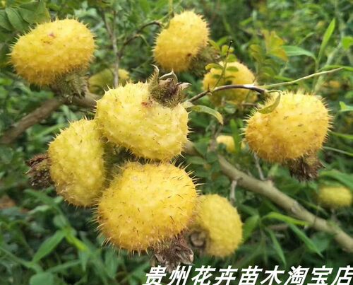 刺梨树苗贵州金刺梨四季可种容易成活盆栽园艺果树包邮 - 图1