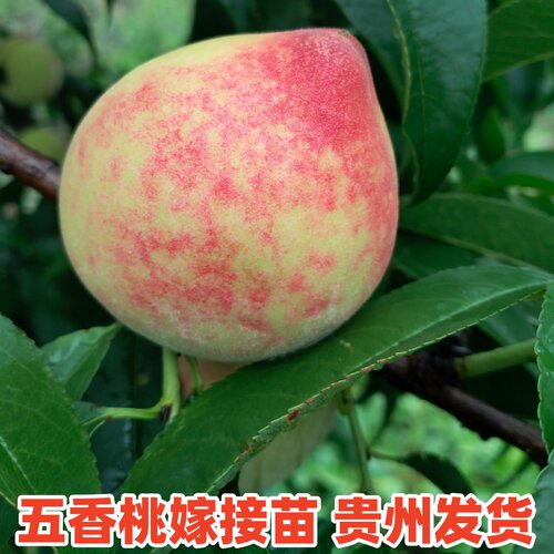 五香桃百花桃嫁接苗早熟老品种桃子苗贵州发货 - 图2