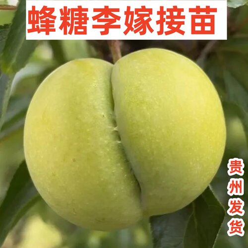 蜂糖李嫁接苗贵州发货 - 图0