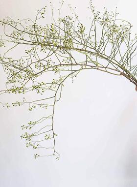 久伴天然山归来干花插花真花长树枝客厅桌面装饰摆件侘寂中古高级