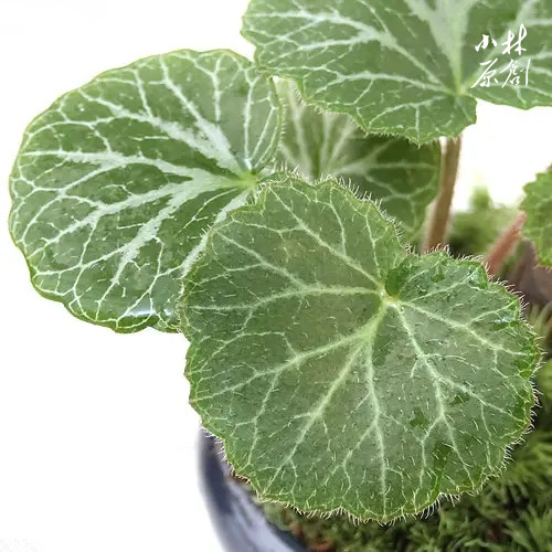 虎耳草假山造景绿植阳台盆栽雨林生态缸水边水旱盆景吸水石植物 - 图1