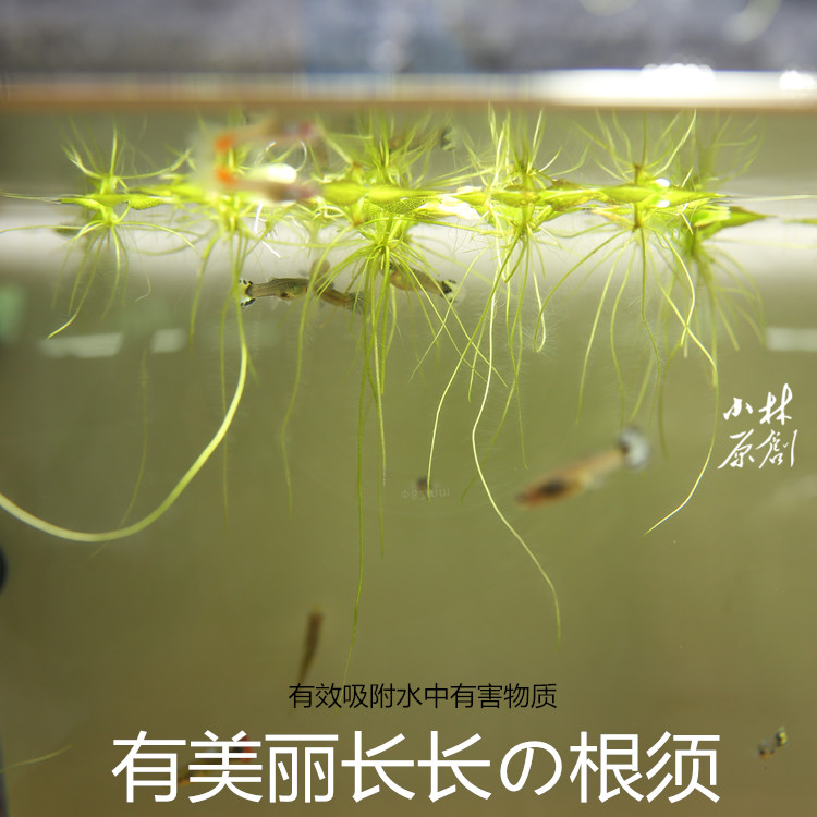 豹纹圆心萍浮萍苹果萍1朵每份浮草长须浮萍强力吸收NO3虾缸净水 - 图2