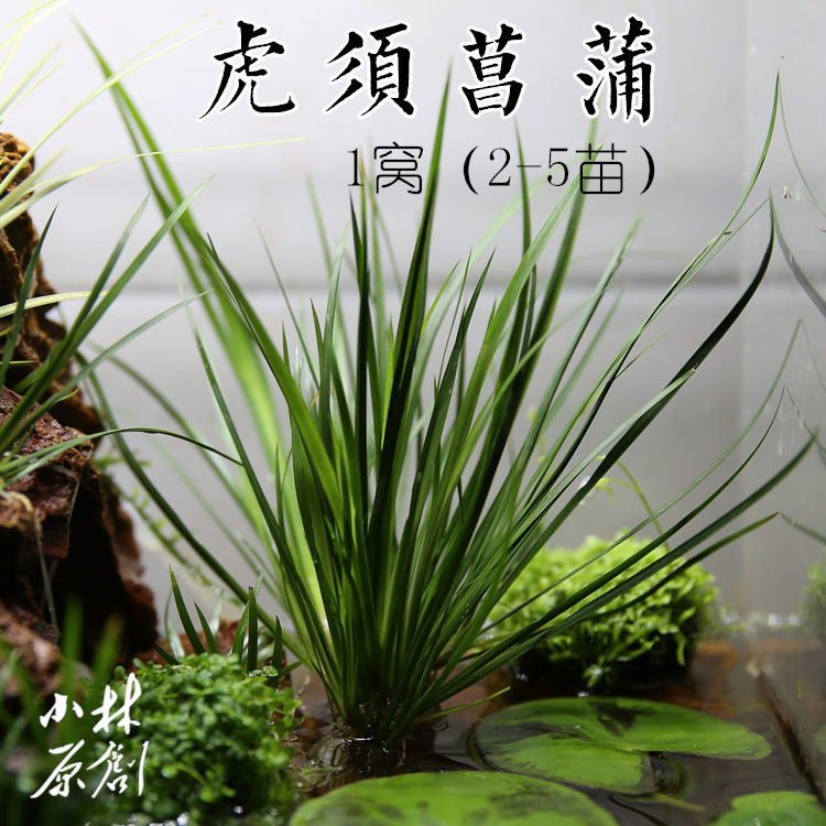 室外水生水草水培植物观赏香菖蒲池塘绿植阳台盆栽假山活体植物 - 图1