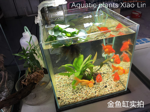 真水草活体金鱼水草红旦青旦头水族箱鱼缸装饰造景阴性简单懒人草 猪猪淘宝优惠券 和好朋友一起省钱