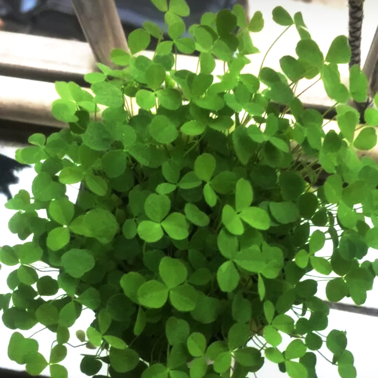 幸运草三叶草四叶草花种子籽易活阳台盆栽四季可播庭院种植花卉-图2