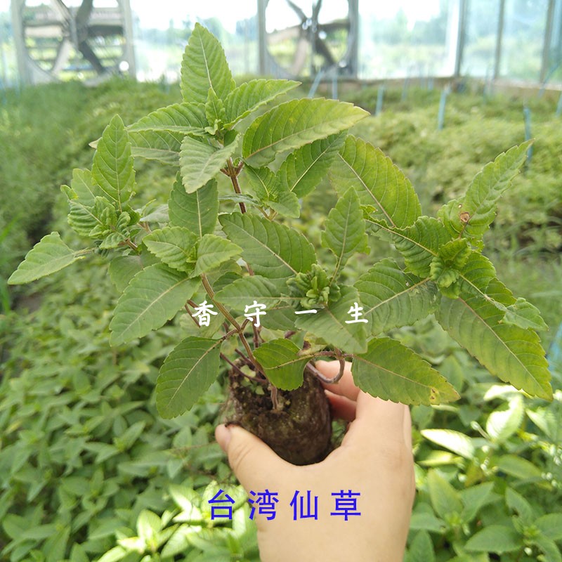 台湾仙草盆栽苗仙人草苗凉粉草烧仙草王老吉凉茶原料鲜叶/干品-图3