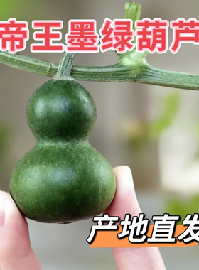 产地直发帝王墨绿葫芦青皮新鲜翠玉墨绿小葫芦成品葫芦手捻带龙头