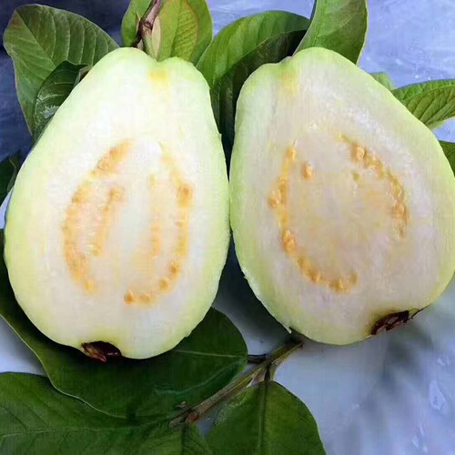 新品种无籽红宝石西瓜芭乐苗嫁接苗四季白心红心番石榴苗当年结果 - 图1