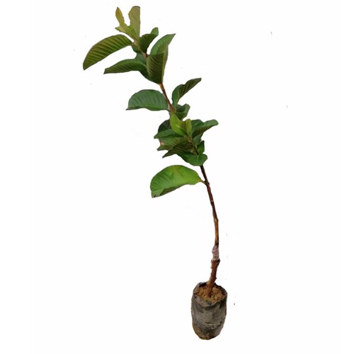 新品种无籽红宝石西瓜芭乐苗嫁接苗四季白心红心番石榴苗当年结果 - 图3